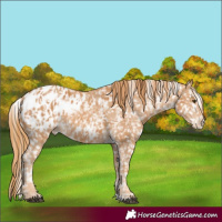 Horse Color:Chestnut Appaloosa and Chestnut Appaloosa