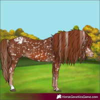 Horse Color:Chestnut Snowflake Varnish and Chestnut Snowflake Varnish