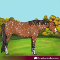 Horse Color:Bay Snowflake Varnish  and Bay 