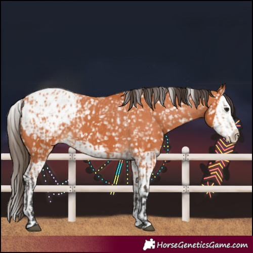 Horse Color:Bay Blanket and Bay Splash Blanket