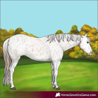 Horse Color:Bay Appaloosa  and Bay Splash Appaloosa 