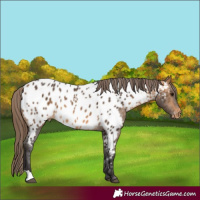Horse Color:Buckskin Near Leopard
