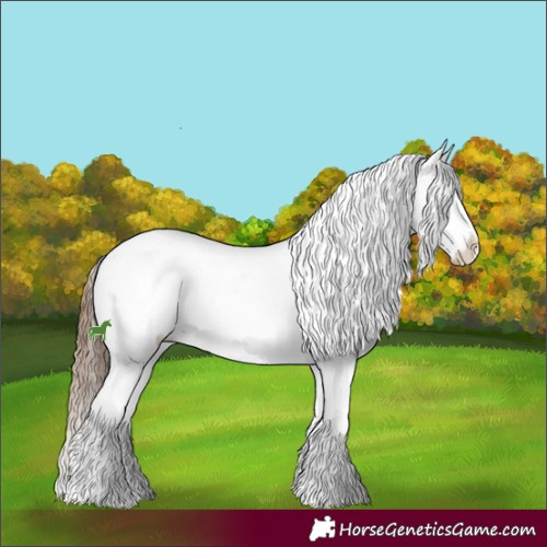 Horse Color:Bay Appaloosa and Bay Appaloosa