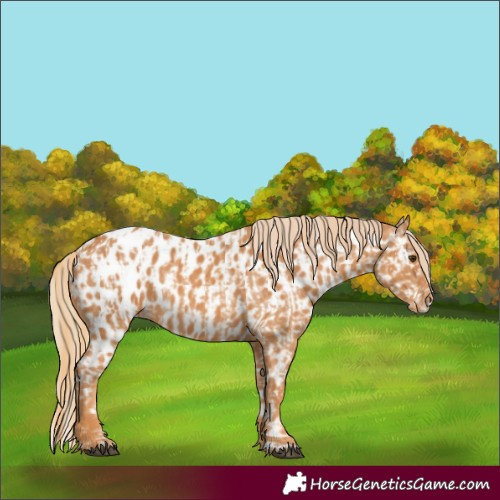 Horse Color:Chestnut Blanket  and Chestnut Near Leopard 