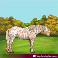 Horse Color:Chestnut Appaloosa and Chestnut Appaloosa