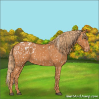 Horse Color:Chestnut Appaloosa and Chestnut Appaloosa
