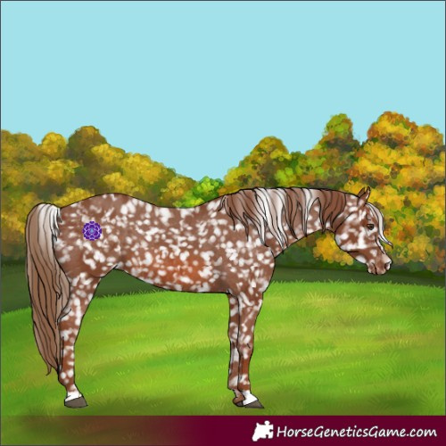 Horse Color:Chestnut Appaloosa  and Chestnut Appaloosa 