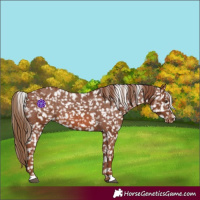 Horse Color:Chestnut Appaloosa  and Chestnut Appaloosa 