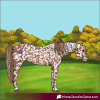 Horse Color:Chestnut Blanket  and Chestnut Blanket 