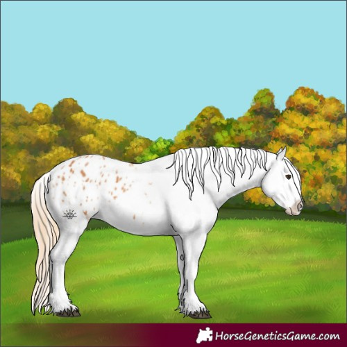 Horse Color:Chestnut Blanket  and Chestnut Blanket 