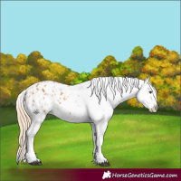 Horse Color:Chestnut Appaloosa and Chestnut Appaloosa