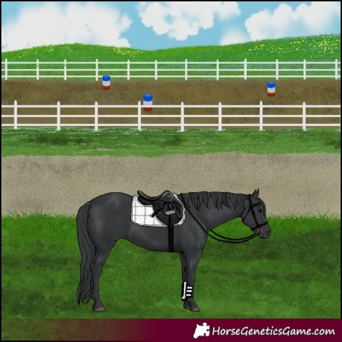 Horse Color:Black 
