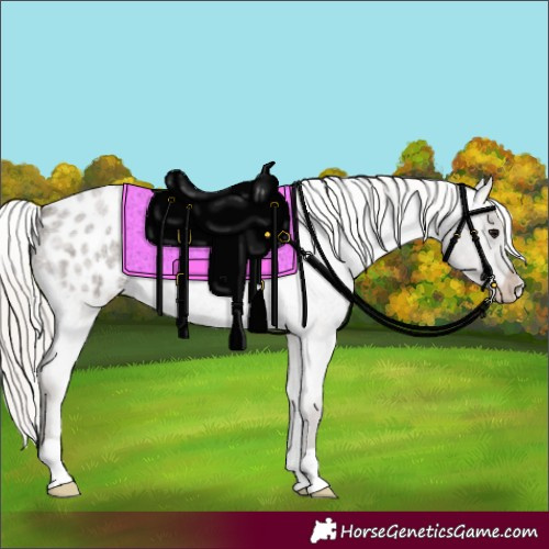 Horse Color:Silver Blue Roan Appaloosa 