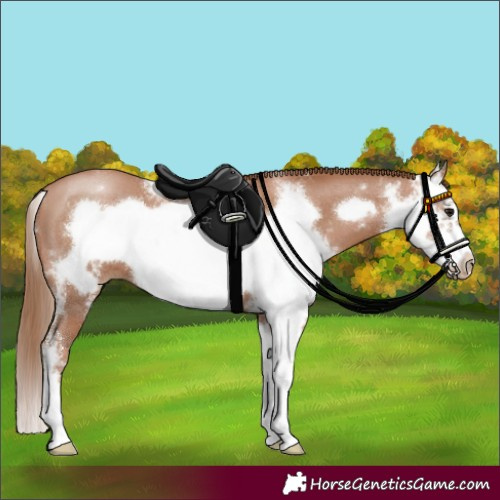 Horse Color:Black Pearl Sabino Frame