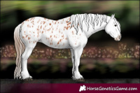Horse Color:Bay Appaloosa  and Bay Appaloosa 