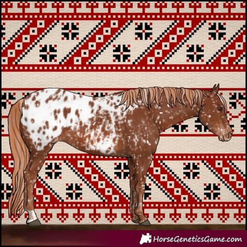 Horse Color:Chestnut Appaloosa and Chestnut Appaloosa