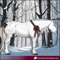 Horse Color:Bay Appaloosa  and Silver Black Appaloosa 