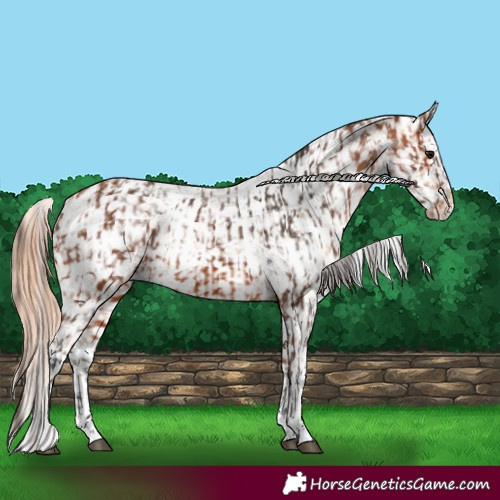 Horse Color:Bay Snowflake Varnish  and Amber Champagne Near Leopard 
