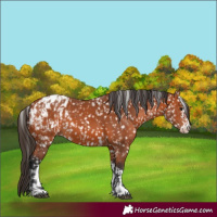 Horse Color:Bay Appaloosa  and Bay Appaloosa 