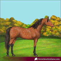 Horse Color:Bay Snowflake Varnish  and Bay 