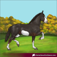 Horse Color:White Spotted Liver Chestnut Frame