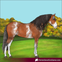 Horse Color:White Spotted Bay Rabicano 