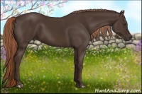 Horse Color:Liver Chestnut Rabicano 