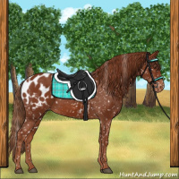 Horse Color:Chestnut Appaloosa  and Chestnut Appaloosa 