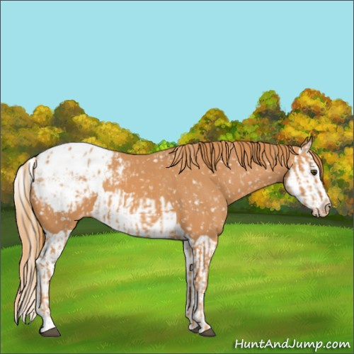Horse Color:Chestnut Appaloosa  and Chestnut Splash Appaloosa 