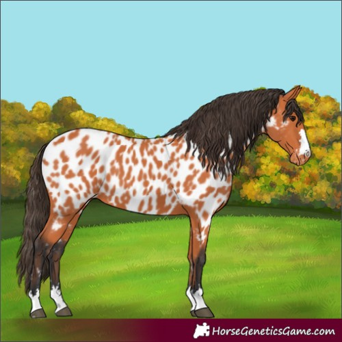 Horse Color:Bay Near Leopard 