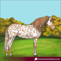 Horse Color:Chestnut Appaloosa 