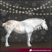 Horse Color:Chestnut Appaloosa and Chestnut Appaloosa