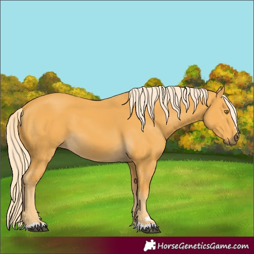 Horse Color:Palomino 