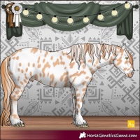 Horse Color:Gold Champagne Appaloosa 