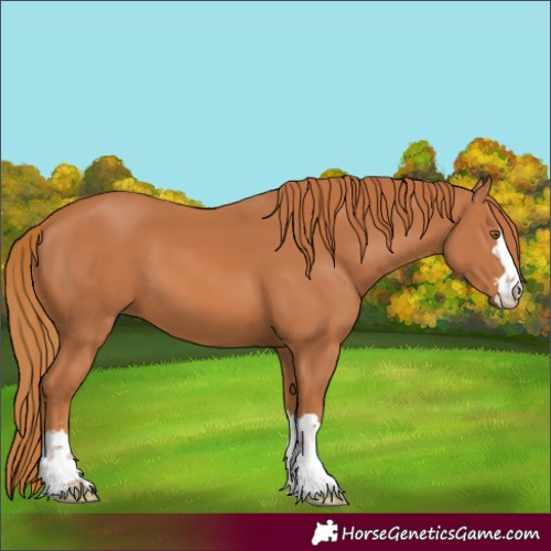 Horse Color:Chestnut 