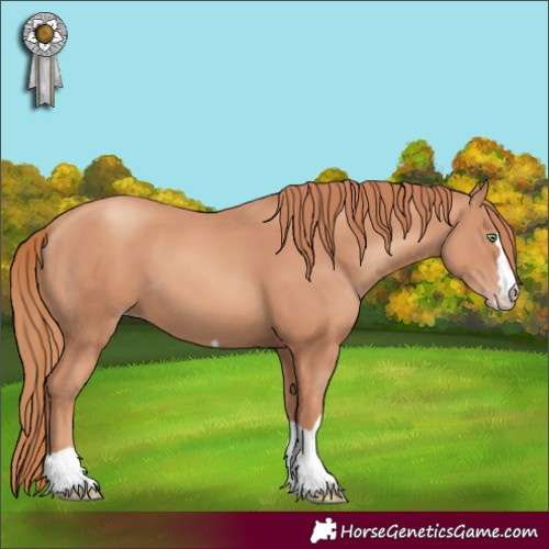 Horse Color:Gold Champagne 