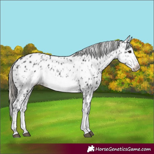 Horse Color:Black Frame Leopard and Smoky Black Frame Leopard