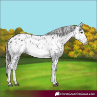 Horse Color:Black Frame Appaloosa  and Smoky Black Frame Appaloosa 