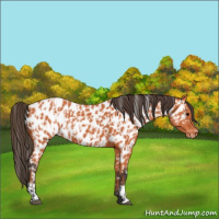 Horse Color:Bay Appaloosa  and Bay Appaloosa 
