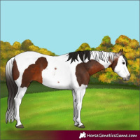 Horse Color:Gray Bay Splash Tobiano 