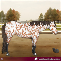 Horse Color:Bay Near Leopard 