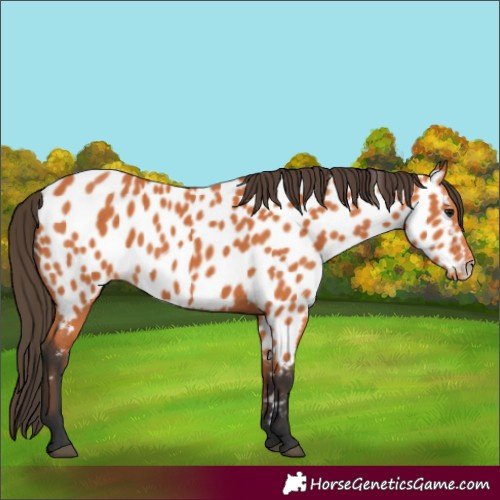 Horse Color:Bay Appaloosa