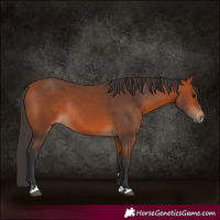 Horse Color:Bay Rabicano 