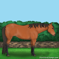 Horse Color:Bay 