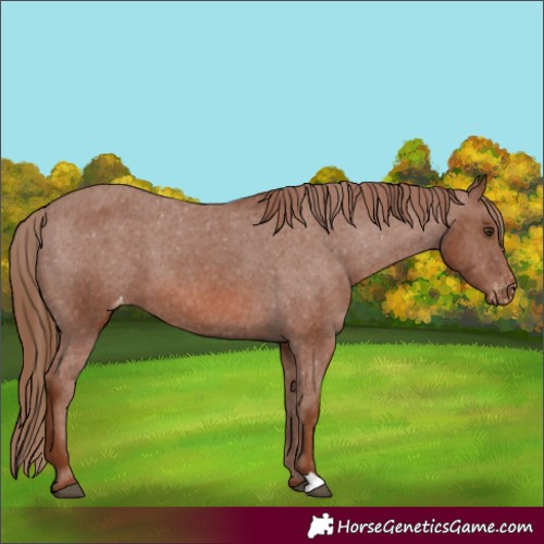 Horse Color:Chestnut Appaloosa 