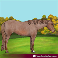 Horse Color:Chestnut Appaloosa 