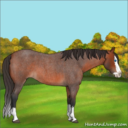 Horse Color:Bay Roan Splash 