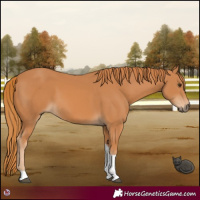 Horse Color:Chestnut Tobiano 