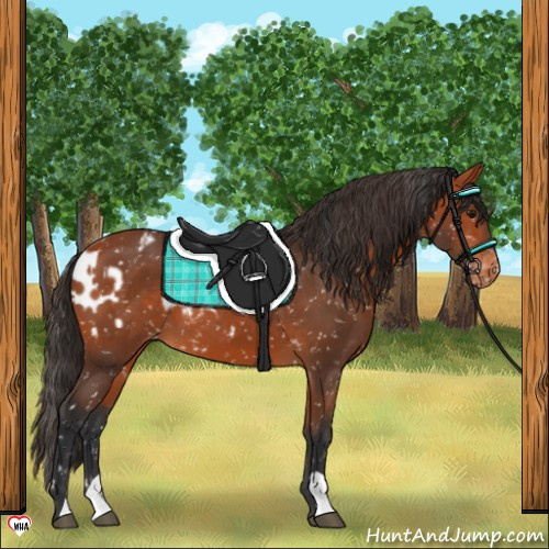 Horse Color:Bay Appaloosa  and Bay Appaloosa 