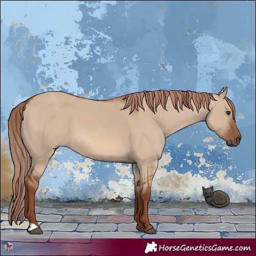 Horse Color:Red Dun